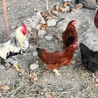 مرغ و خروس