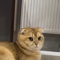 اسکاتیش گلد ny11