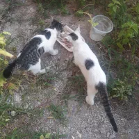 واگذاری رایگان گربه نر و ماده