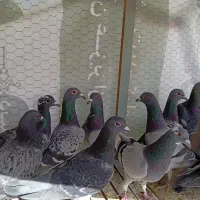 کبوتر پلاکی مسافت