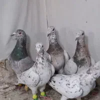 ۵ تا هفرنگ نر جوان یه ساله  زد و خردی|پرنده|قزوین, |دیوار