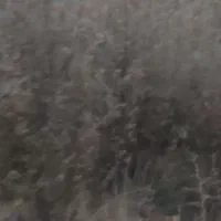 فروش درخت کبوده با زمینش