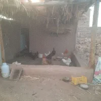 مرغ وخروس ،بوقلمون، بلدرچین|حیوانات مزرعه|بشاریات, |دیوار