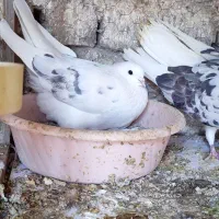 کفتر هما سرور|پرنده|تهران, انبار نفت|دیوار