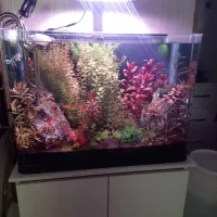 فروش اکواریوم k800 دلسا و میز و نور تهران شریمپ|ماهی|شیراز, فرهنگیان|دیوار