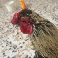 خروس سالم و‌پاپر جوان