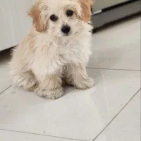 شیتزو|سگ|اسلام‌شهر, شهرک امام حسین (میان آباد)|دیوار