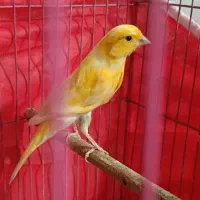 معاوضه قناری لاکی نر باسبز چمنی ماده|پرنده|شیراز, دست خضر|دیوار