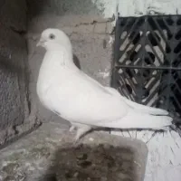 ماده سفید چشم سفید