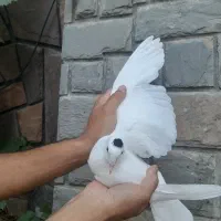 تعدادی کبوتر رنگی