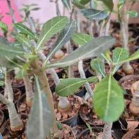 ادنیوم آدنیوم بنسای|گل و گیاه طبیعی|اصفهان, مهدی آباد|دیوار