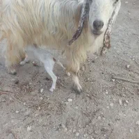 بز کهره دار معاوضه با بره