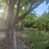 باغ شهری