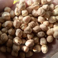 بهترین نخود استان همدان تازه امسالی