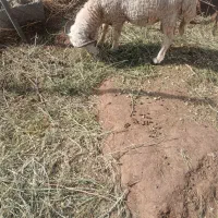 بره نر