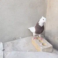 طوقی ساده کاکلی عتیقه