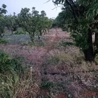 زمین و باغ کدیون  قره چمن  ۲۰۰۰متر