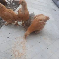 جوجه مرغ