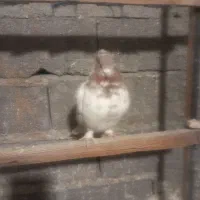 کفتر ‌دم سیاه و چشم نوک سفید