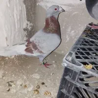 کفتر لایی سنگی|حراج|سراوان, |دیوار