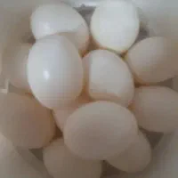 تخم کبوتر
