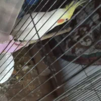 سالم|پرنده|گنبد کاووس, |دیوار