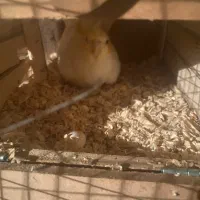 عروس هلندی روی تخم