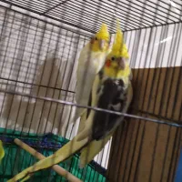 عروس پاریس دو جفت البنیو لتینیو|پرنده|حمیدیه, |دیوار