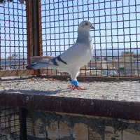 کفتر شامی|پرنده|مرودشت, تامین اجتماعی‎|دیوار