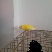 مرغ عشق|پرنده|محمدیه-قزوین, |دیوار