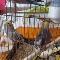 عروس هلندی