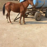 اسب اصیل عرب|اسب و تجهیزات اسب‌سواری|حمیدیه, |دیوار