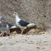 کفتر نر پرشی|پرنده|شیراز, حومه شیراز|دیوار