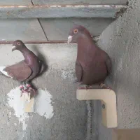 کفتر کبوتر سرخ قره سرخ بی نظیر|پرنده|شیراز, دشت چنار|دیوار