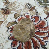 فسیل|کلکسیون اشیاء عتیقه|دهلران, |دیوار