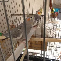 عروس هلندی دستی