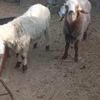 دو عدد بره نر.|حیوانات مزرعه|نیمروز, |دیوار