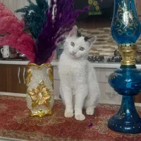 گربه رایگان