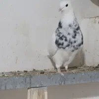 ۲جفت کفتر طوقی الماسی با ۵تا تکی