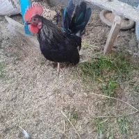 خروس جانپیز