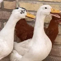۴تا مرغ و اردک
