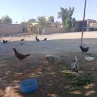 مرغ و خروس|حیوانات مزرعه|بندرعباس, |دیوار