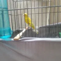 قناری نر سوپری|پرنده|فردیس, شهرک شهید حسینی|دیوار