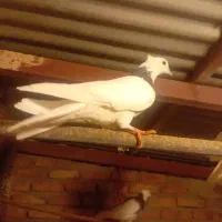 کبوتر|پرنده|اسدآباد, |دیوار