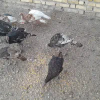 بوقلمون محلی|حیوانات مزرعه|الوند, |دیوار