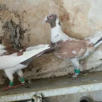 کفتر پرشی المانی پلنگ سرخ سیاه سبز کاکلی‌ یهودی|پرنده|مشهد, نظام دوست|دیوار