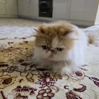 گربه پرشین سوپر فلت