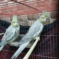 طوطی عروس|پرنده|آستانه اشرفیه, |دیوار