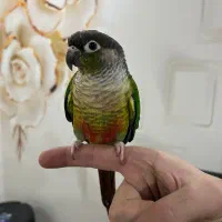 گرینچیک رام دستی سخنگو