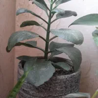 گلهای بسیار شاداب و زیبا|گل و گیاه طبیعی|پرند, فاز ۴|دیوار